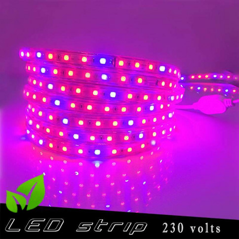 Strip LED Horticole 230 volts - LED rouge et bleue ratio 5 / 1 - vendu au mètre linéaire