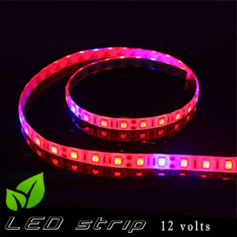 Strip LED horticole 12 volts -IP65 avec LED rouge et bleue ratio 5 / 1 -rouleau de 5 mètres