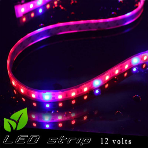Strip LED horticole 12 volts -IP67 avec LED rouge et bleue ratio 3 / 1 -rouleau de 5 mètres