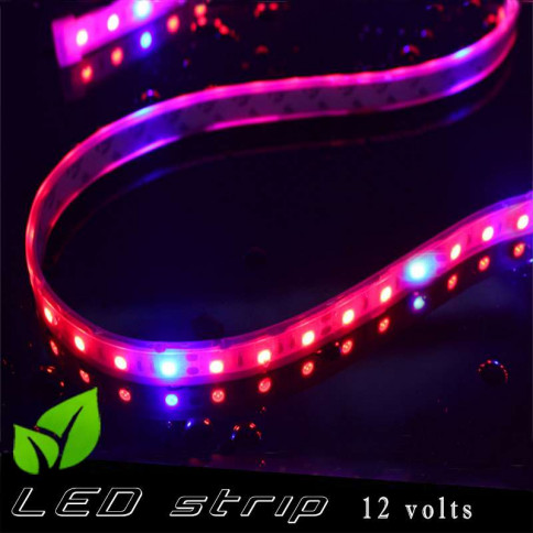 Strip LED horticole 12 volts -IP67 avec LED rouge et bleue ratio 5 / 1 -rouleau de 5 mètres