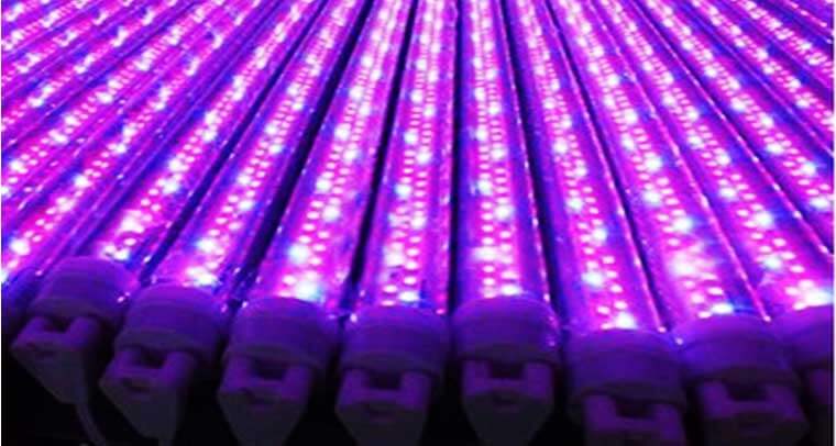 Tube LED Horticole 